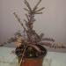 Sadnice - žbunaste vrste: LONICERA NITIDA - purple storm, slika2